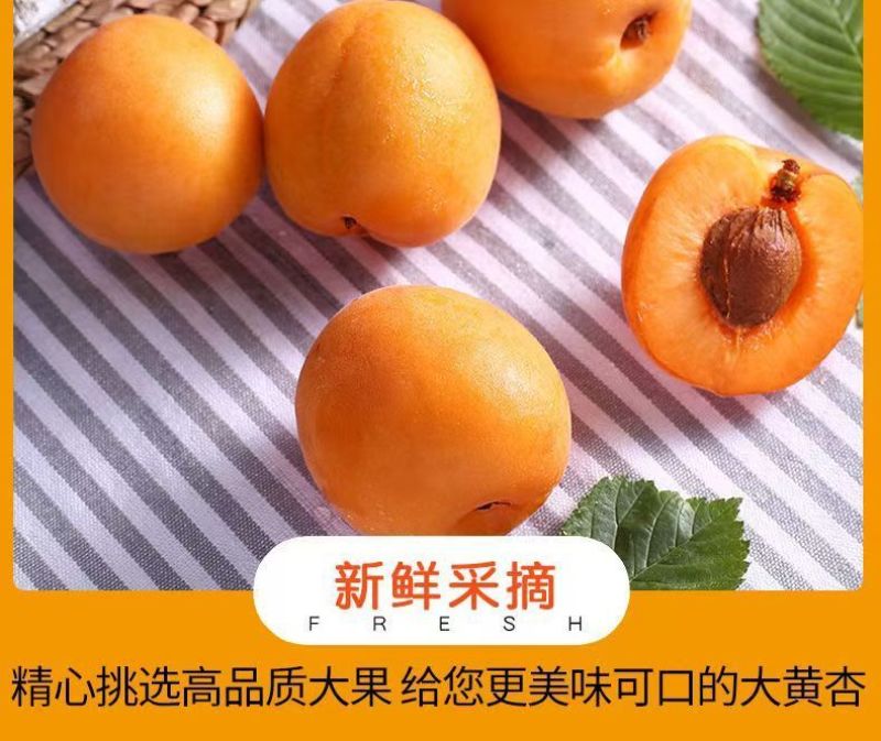 陕西新鲜应季大黄杏支持全网一件代发，欢迎各大平台对接合作