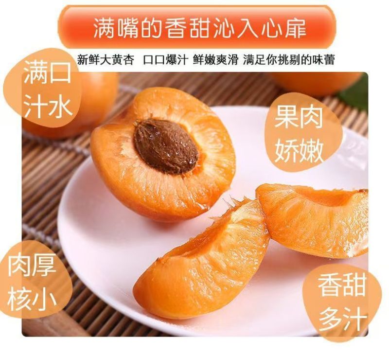 陕西新鲜应季大黄杏支持全网一件代发，欢迎各大平台对接合作