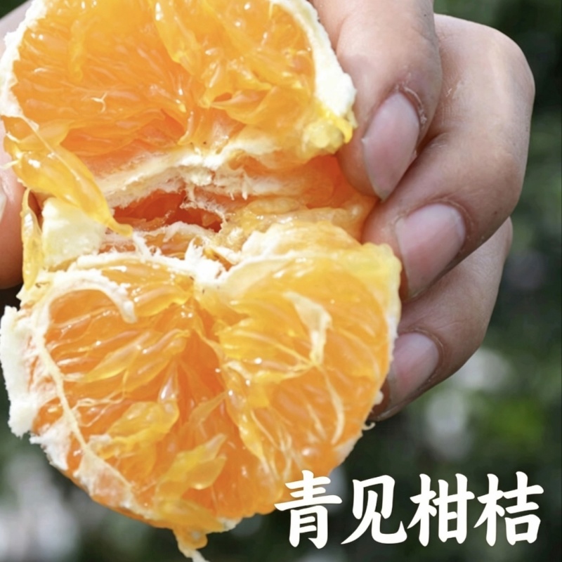 四川青见柑桔产地直发无中间商赚差价商超团购批量发货