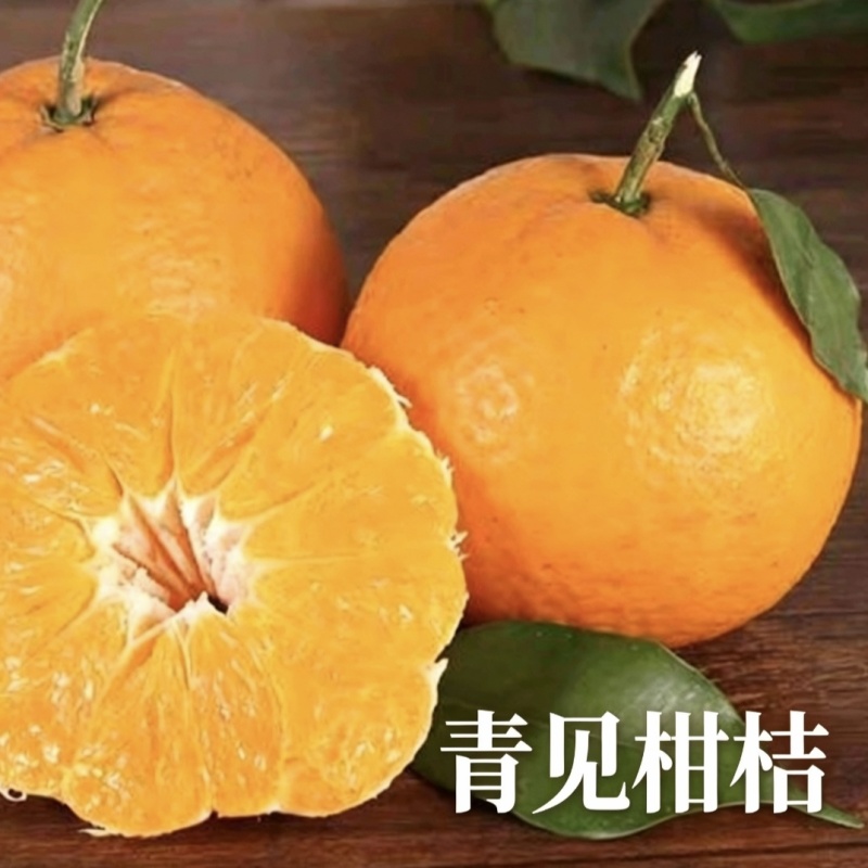 四川青见柑桔产地直发无中间商赚差价商超团购批量发货
