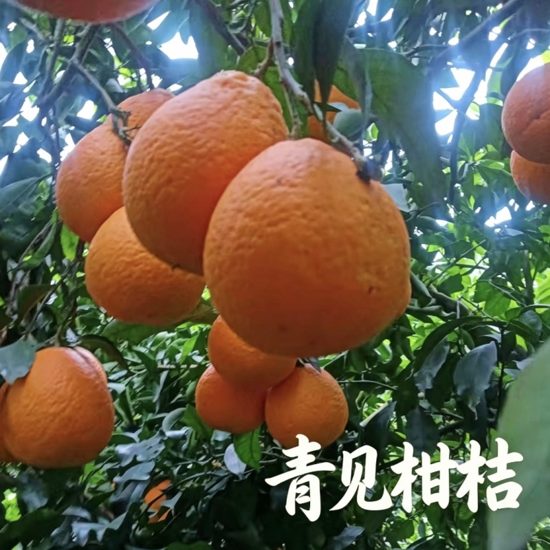四川青见柑桔产地直发无中间商赚差价商超团购批量发货