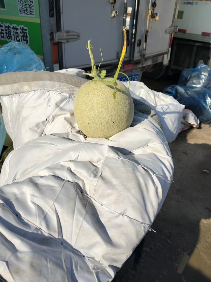 鲁厚甜哈密瓜产地直发价格优惠质量保证