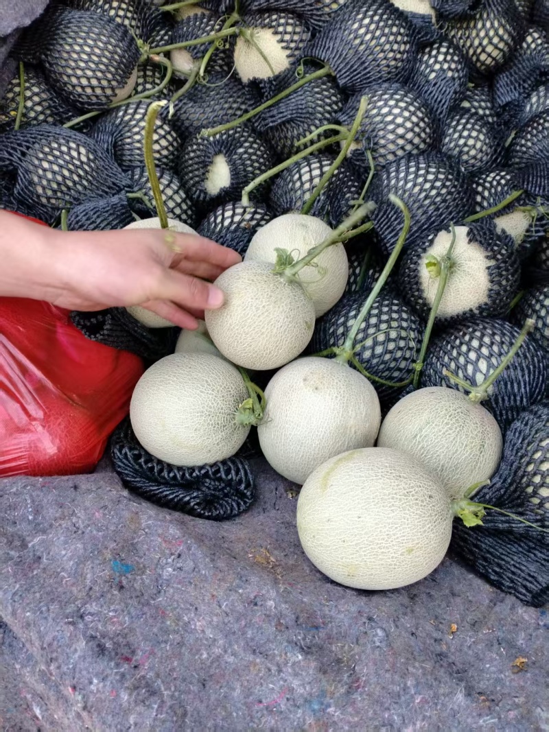 鲁厚甜哈密瓜产地直发价格优惠质量保证