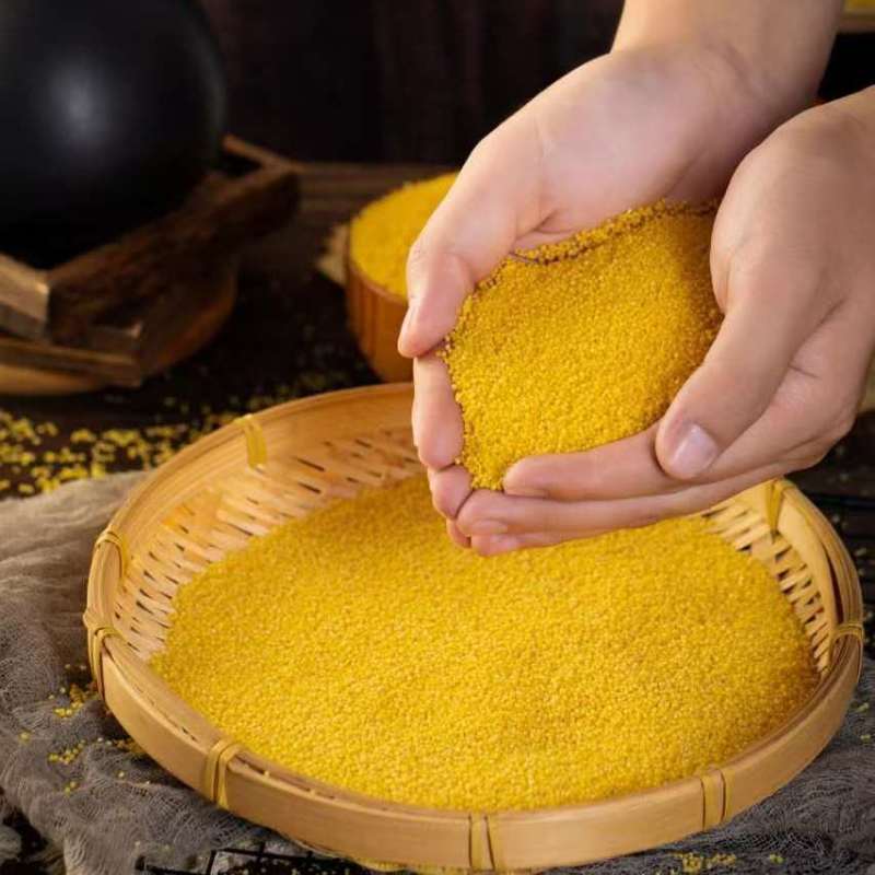 常年加工各品种小米，品种齐全，质量一级，价格美丽欢迎咨询