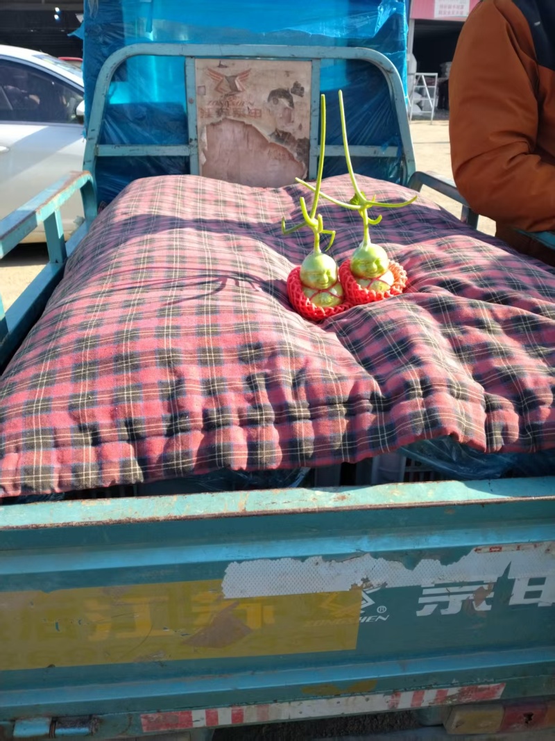 福娃人参果山东产地直发价格优惠欢迎老板合作包邮发货
