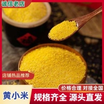 黄金苗小米火爆热销中，源头四十年加工厂，质量好价格低，批