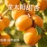 四川金太阳甜杏高山富晒大量上市现货供应每天现摘现发