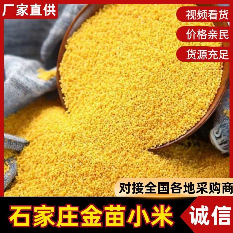 厂家直销小米，品种多价格低，需要与我联系
