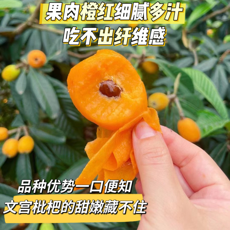 四川文宫五星大枇杷皮薄汁多批发支持一件代发