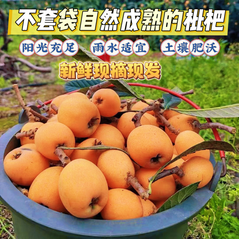 四川文宫五星大枇杷皮薄汁多批发支持一件代发