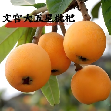 四川文宫五星大枇杷皮薄汁多批发支持一件代发