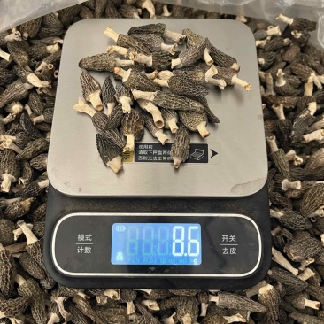 【一手货源】羊肚菌薄皮，菌汤包电商专用