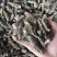 【一手货源】羊肚菌薄皮，菌汤包电商专用