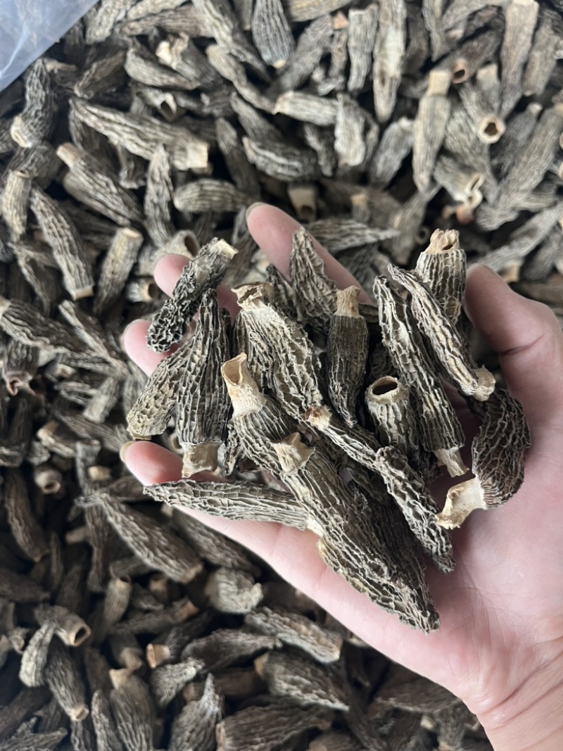 【一手货源】羊肚菌薄皮，菌汤包电商专用