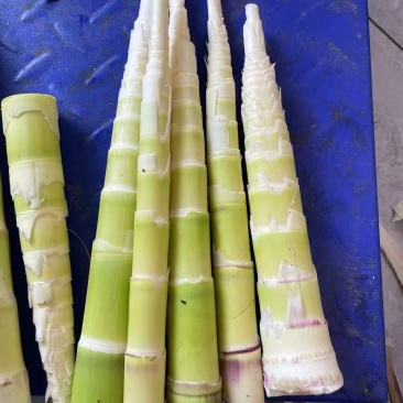 白家笋大量上市，产地直发，品质保障，价格美丽，欢迎咨询