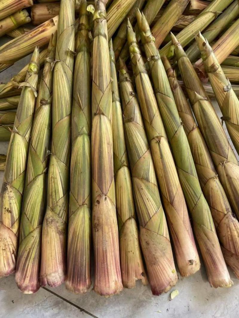 白家笋大量上市，产地直发，品质保障，价格美丽，欢迎咨询