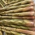 白家笋大量上市，产地直发，品质保障，价格美丽，欢迎咨询