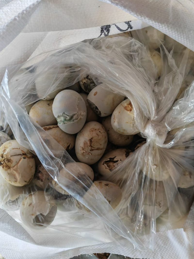 低价出售饲料鸭毛蛋3吨，600元每吨出厂，20公每袋