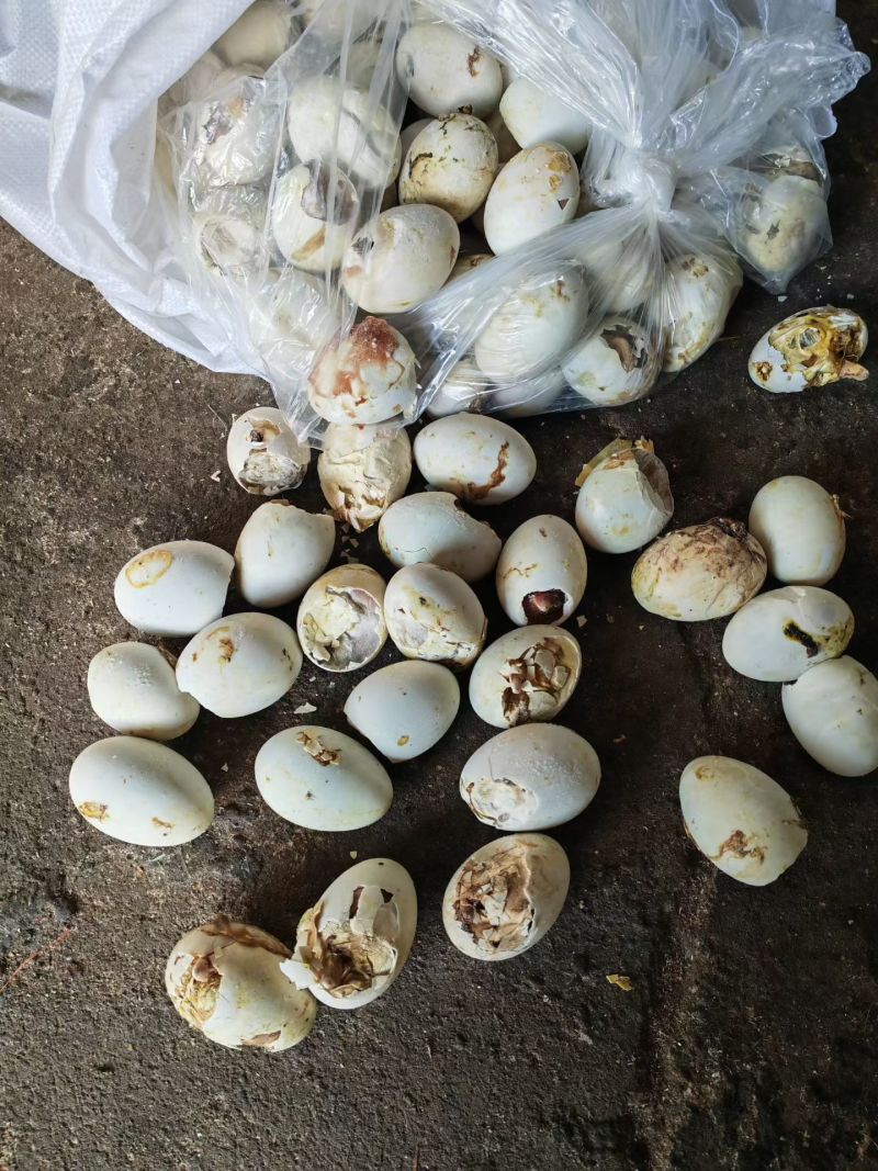 低价出售饲料鸭毛蛋3吨，600元每吨出厂，20公每袋
