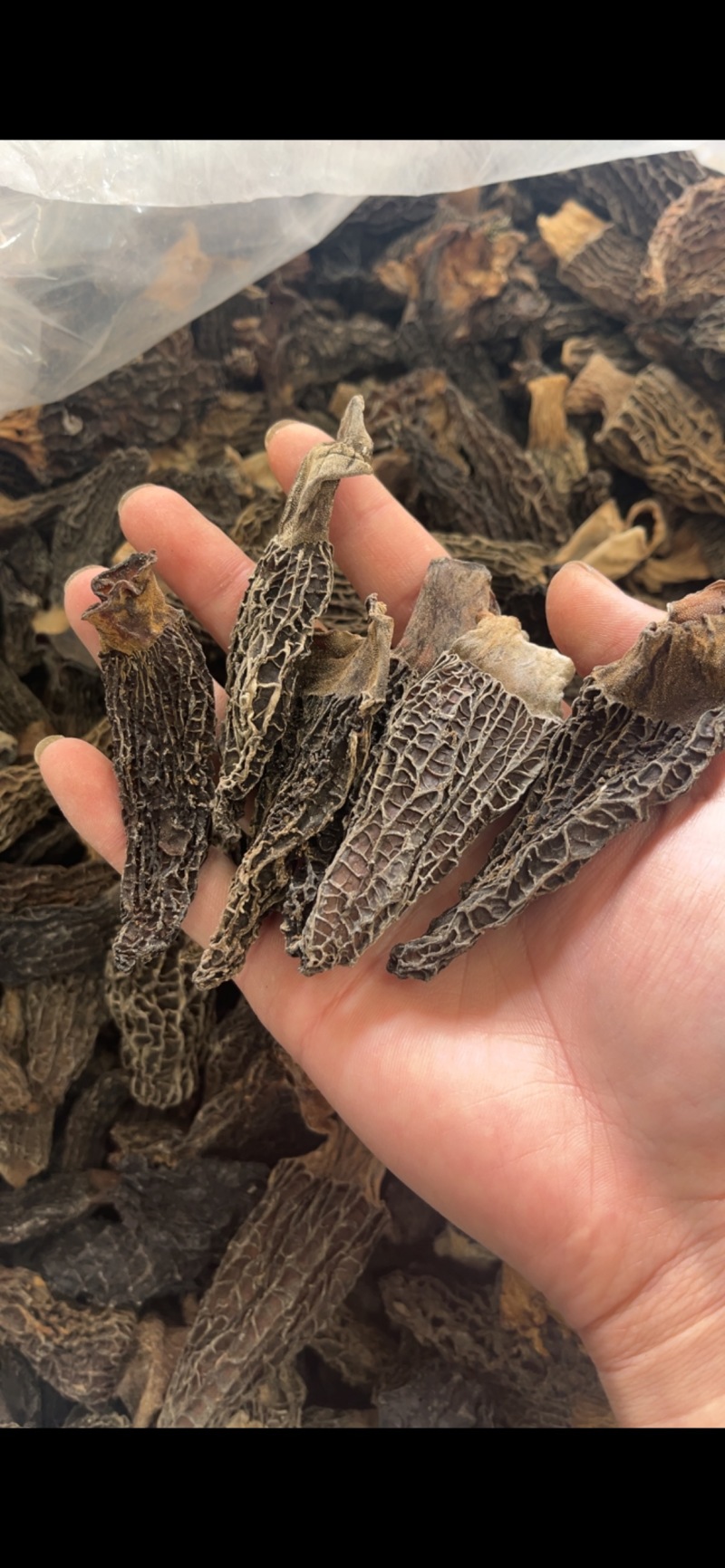 产地直销，羊肚菌各规格胶片、焦片，半焦片，黑焦片