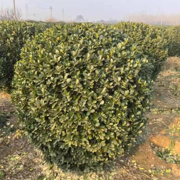 精品大叶黄杨球苗圃开园，低价甩卖