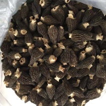 【产地直销】一手货源羊肚菌各种品质，规格齐全