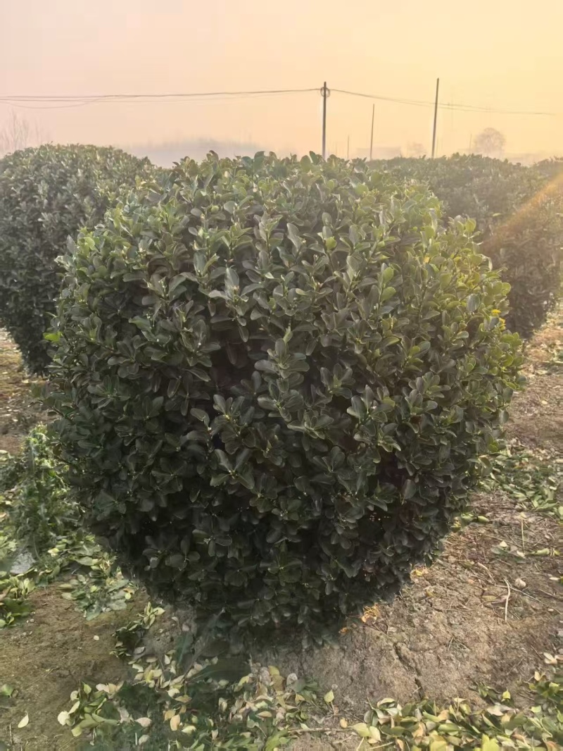 精品大叶黄杨球苗圃开园，低价甩卖