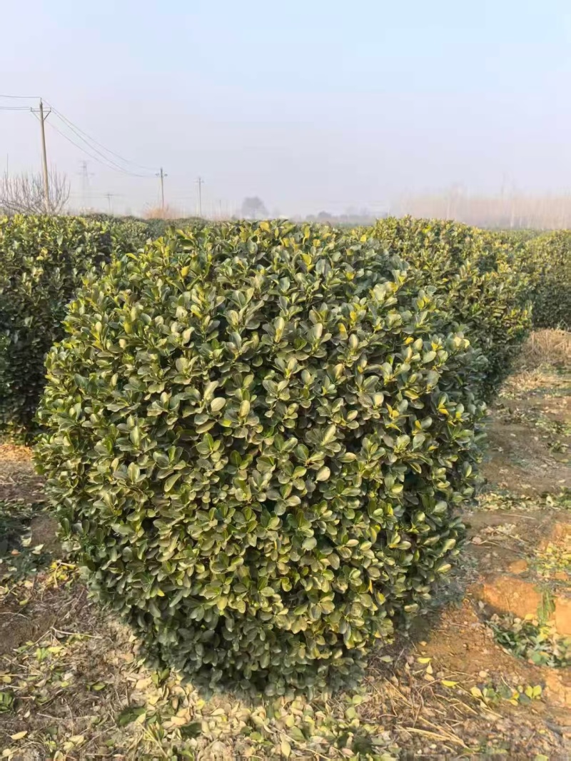 精品大叶黄杨球苗圃开园，低价甩卖