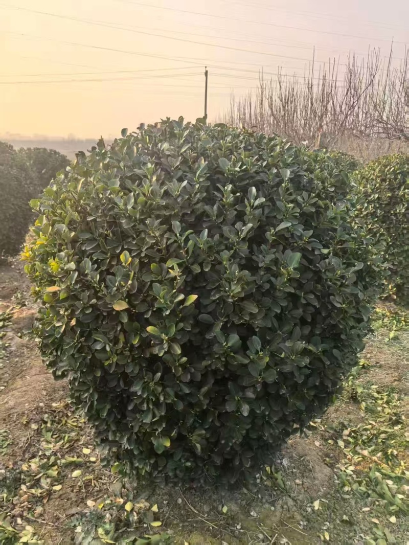 精品大叶黄杨球苗圃开园，低价甩卖