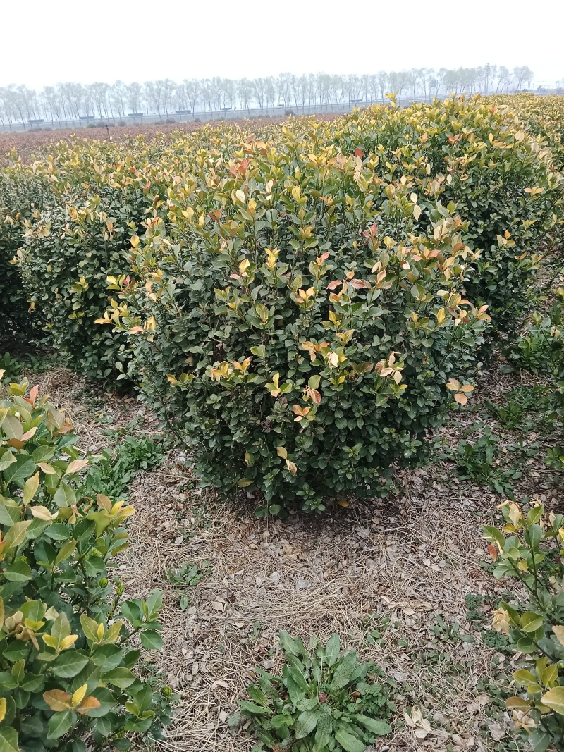 精品大叶黄杨球苗圃开园，低价甩卖