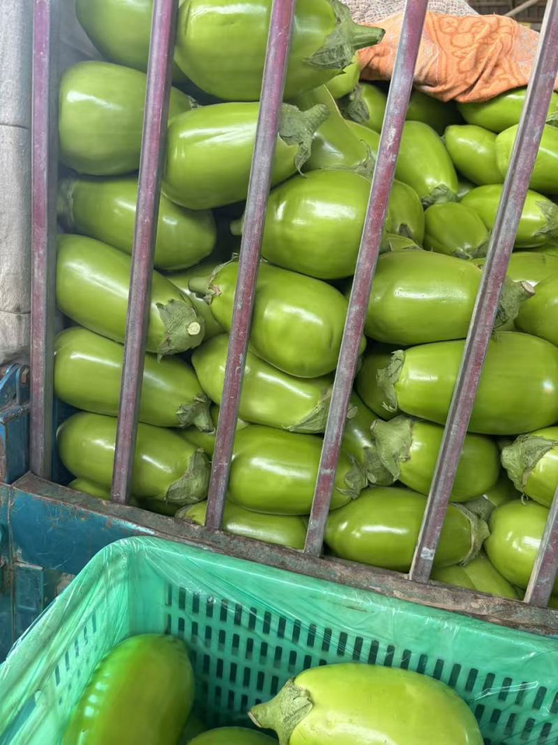 青茄子大量上市