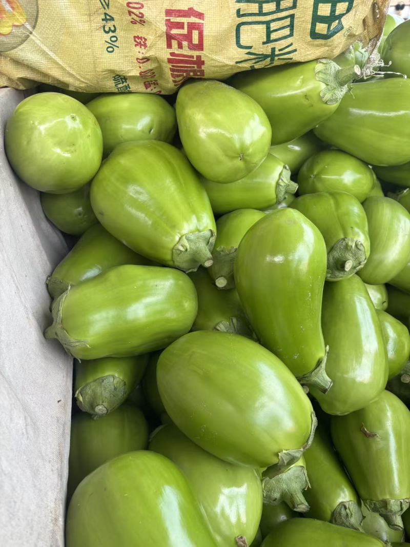 青茄子大量上市