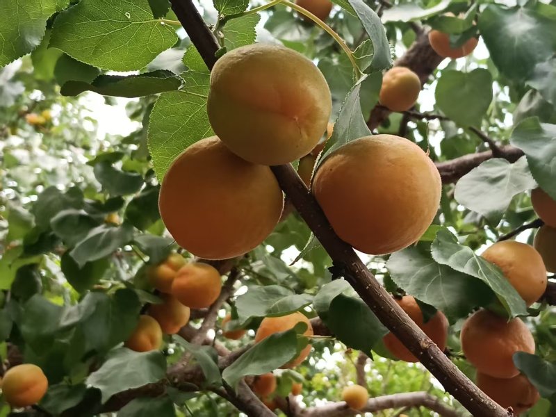 四川金太阳甜杏高山富晒大量上市现货供应每天现摘现发