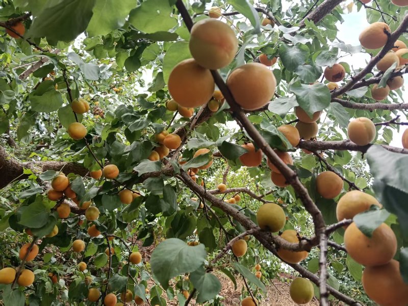 四川金太阳甜杏高山富晒大量上市现货供应每天现摘现发