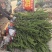 铺地柏长30-80公分，铺地柏造型