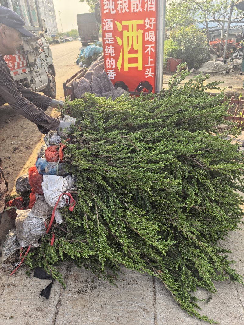 铺地柏长30-80公分，铺地柏造型