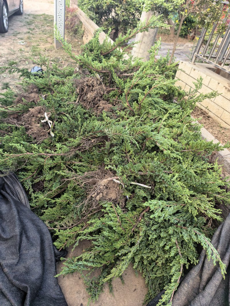 铺地柏长30-80公分，铺地柏造型