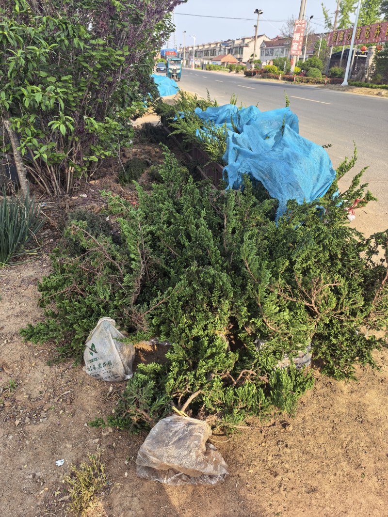 铺地柏长30-80公分，铺地柏造型