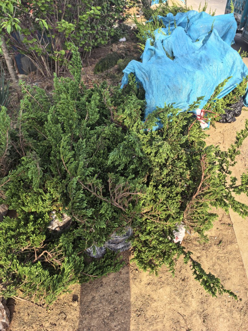 铺地柏长30-80公分，铺地柏造型