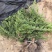 铺地柏长30-80公分，铺地柏造型