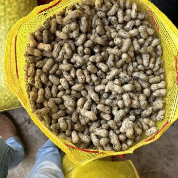 广东鲜花生，白沙两粒白，大量供应，保质保量。