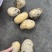 四川春季新鲜露天黄心土豆沃土基地直发量大从优