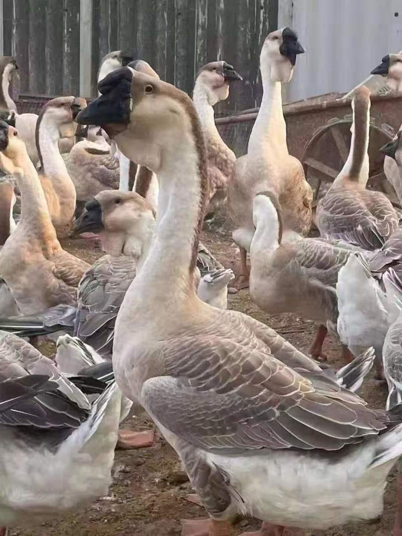 特大种狮头鹅苗潮汕狮头鹅苗厂里直发包成活