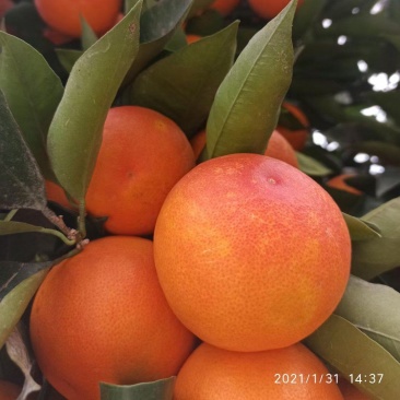 玫瑰香橙（果园直供）