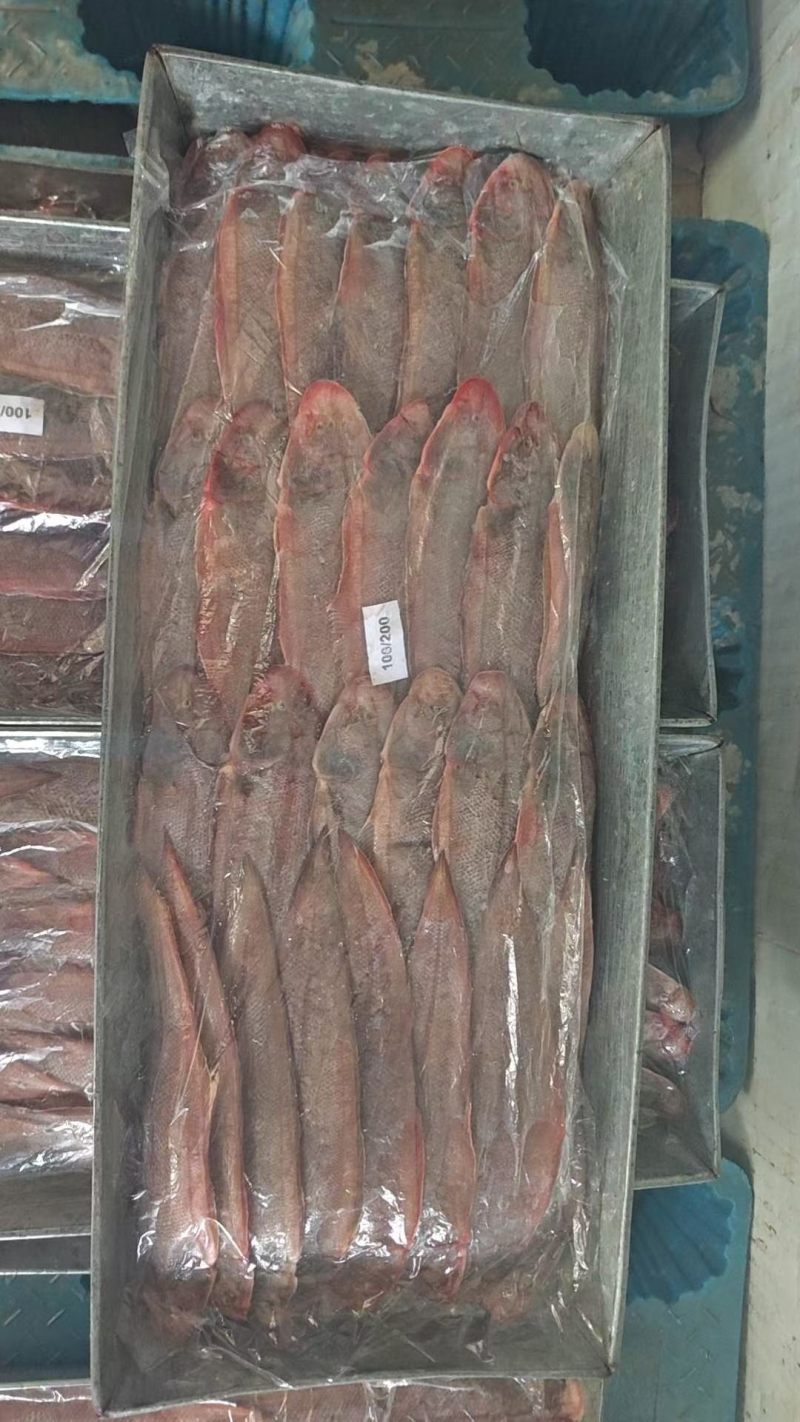 龙利鱼全规格整柜走货量大从优，包售后，可货到付款