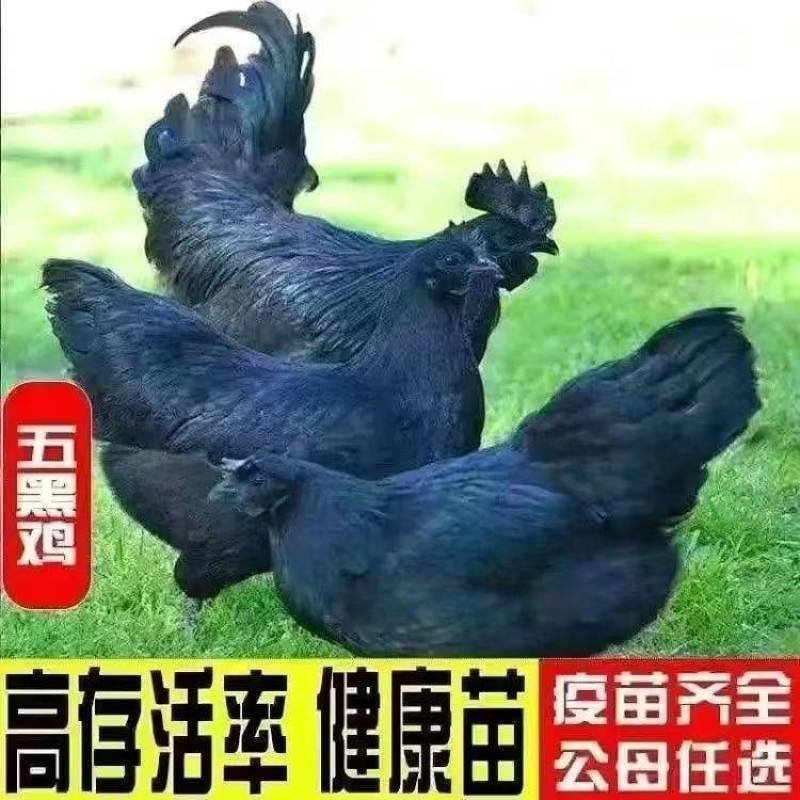 鸡苗五黑鸡苗绿壳蛋鸡苗已打疫苗包运输包活