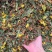 花茶多多六味茶红茉莉养肝茶多种品种混合花茶一手货源批发