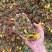 花茶多多六味茶红茉莉养肝茶多种品种混合花茶一手货源批发