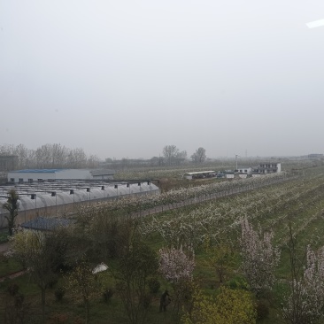 产地秋月梨，酥梨