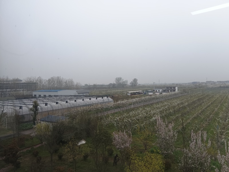 产地秋月梨，酥梨